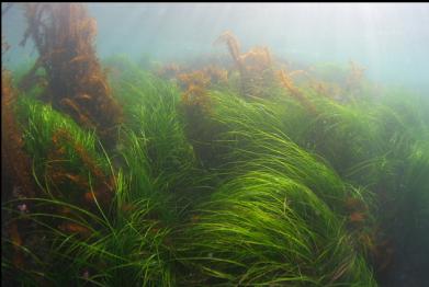 surfgrass