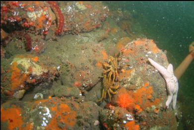 helmet crabs