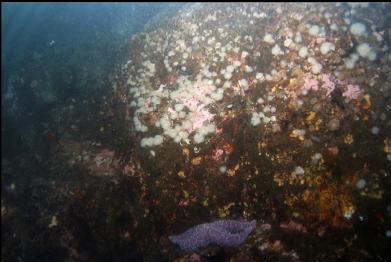 anemones on shallow wall