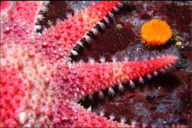 seastar and cup coral
