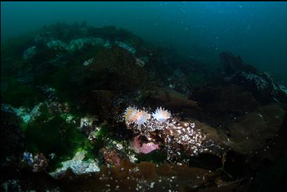 3 alabaster nudibranchs in shallows