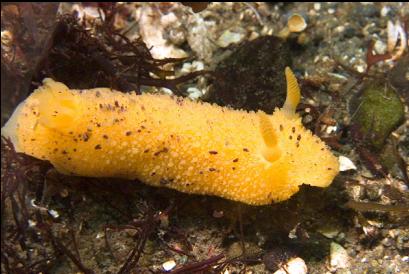 nudibranch