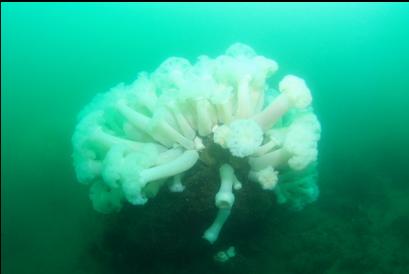 anemones on another boulder