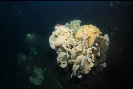 copper rockfish on a cloud sponge