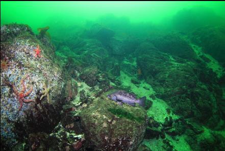 black rockfish