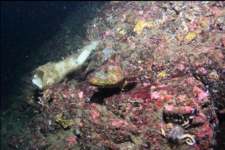 lingcod and sponge