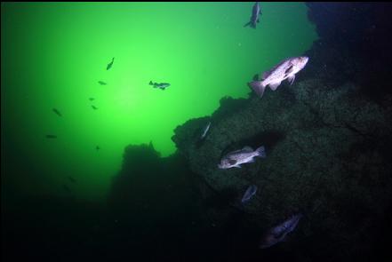 black rockfish