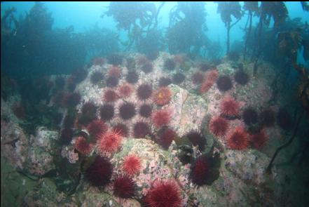 urchins on a shallow reef