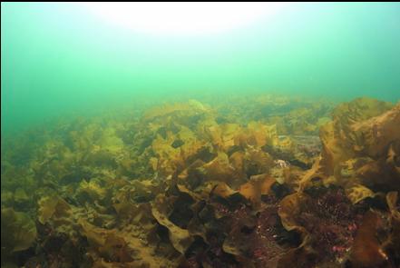 bottom kelp