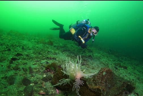 giant nudibranch