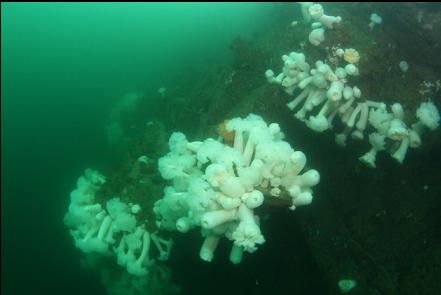 plumose anemones at the top of the wall