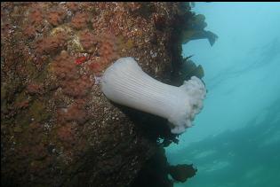 PLUMOSE ANEMONE AND ZOANTHIDS