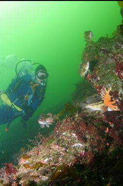 COPPER ROCKFISH IN SHALLOWS