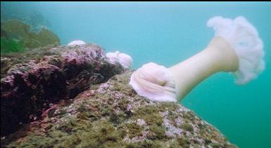 SMALL COPPER ROCKFISH AND PLUMOSE ANEMONE