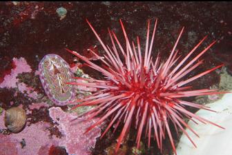 URCHIN AND CHITON