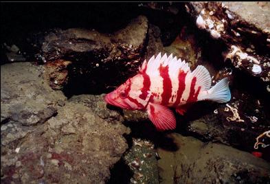 TIGER ROCKFISH