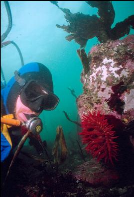 FISH-EATING ANEMONE