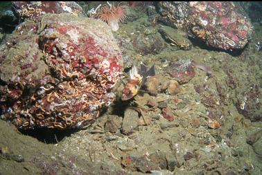 quillback rockfish and crimson anemone