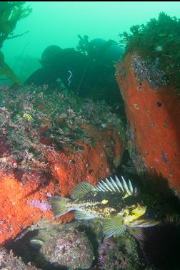 COPPER ROCKFISH AND ORANGE COLONIAL TUNICATES