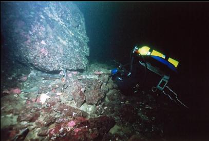 LOOKING UNDER BOULDER AT LARGE OCTOPUS