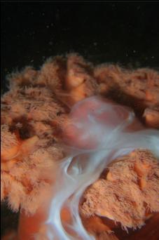 PLUMOSE ANEMONE SPAWNING