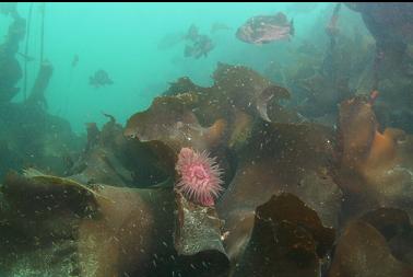 brooding anemone on kelp