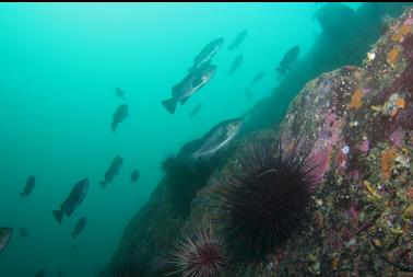 urchins and rockfish on wall