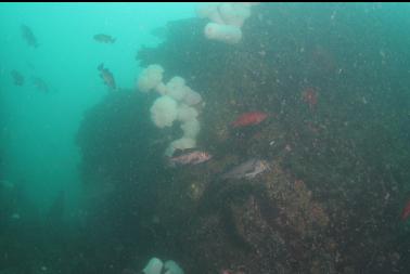 rockfish and anemones in bad visibility