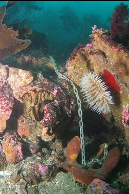 fish-eating anemone and anchor