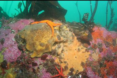 copper rockfish 