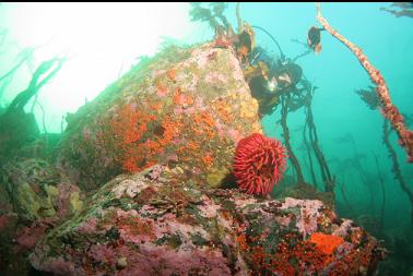 fish-eating anemone