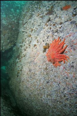 sunflower star and anemones