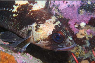 quillback rockfish