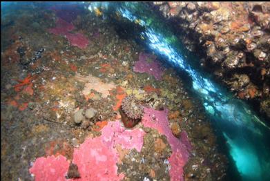 anemone and hydrocoral in "tunnel"