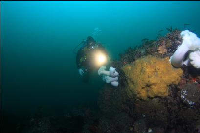 sponge and plumose anemones on boulder at base of slope