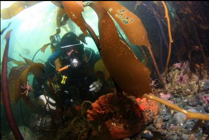 looking at branching sponge