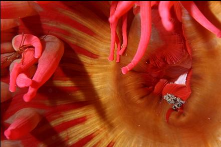 fish-eating anemone