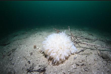 squid eggs 100 feet deep