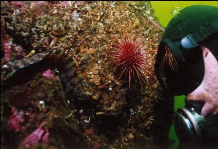 LOOKING CLOSER AT DECORATED WARBONNET