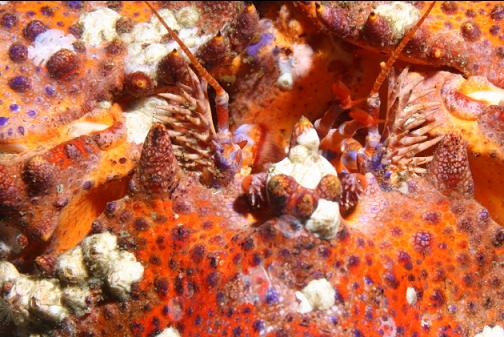 Puget Sound king crab