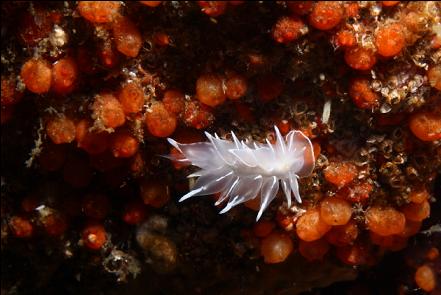 nudibranch on orange tunicates