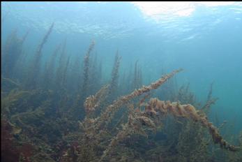 SEAWEED IN SHALLOWS