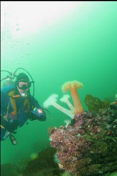 PLUMOSE ANEMONES ON REEF