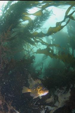 ROCKFISH IN KELP