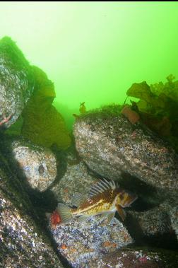 COPPER ROCKFISH