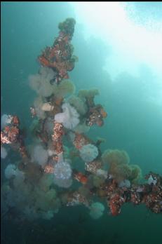 ANEMONES ON TREE BRANCHES