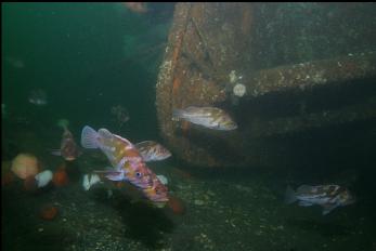 COPPER ROCKFISH NEXT TO STERN