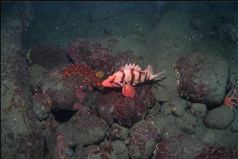 TIGER ROCKFISH