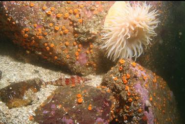 painted greenling and anemone