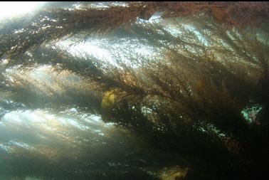 seaweed in channel between shore and reef